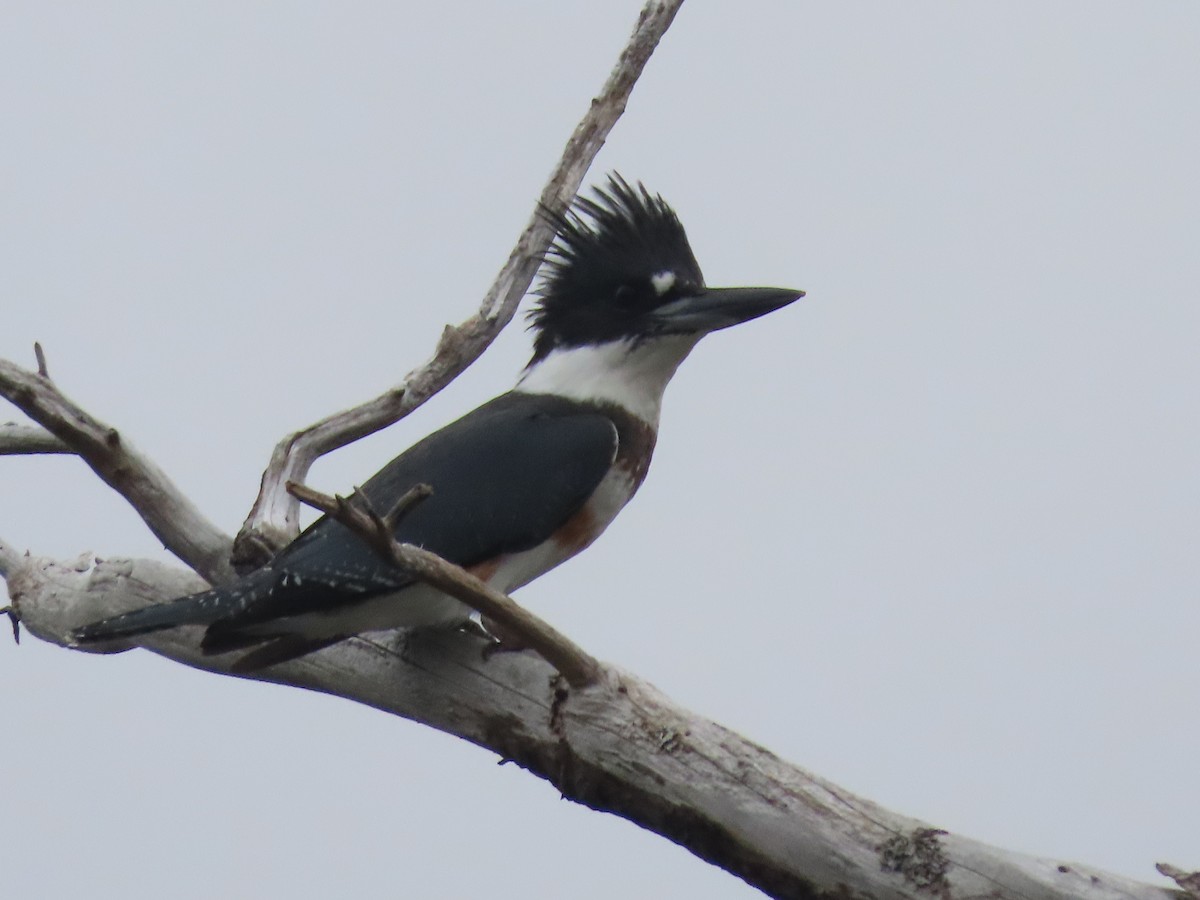 Belted Kingfisher - Gary Poole