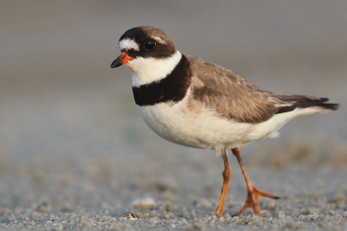 Semipalmated Plover - ML263667581