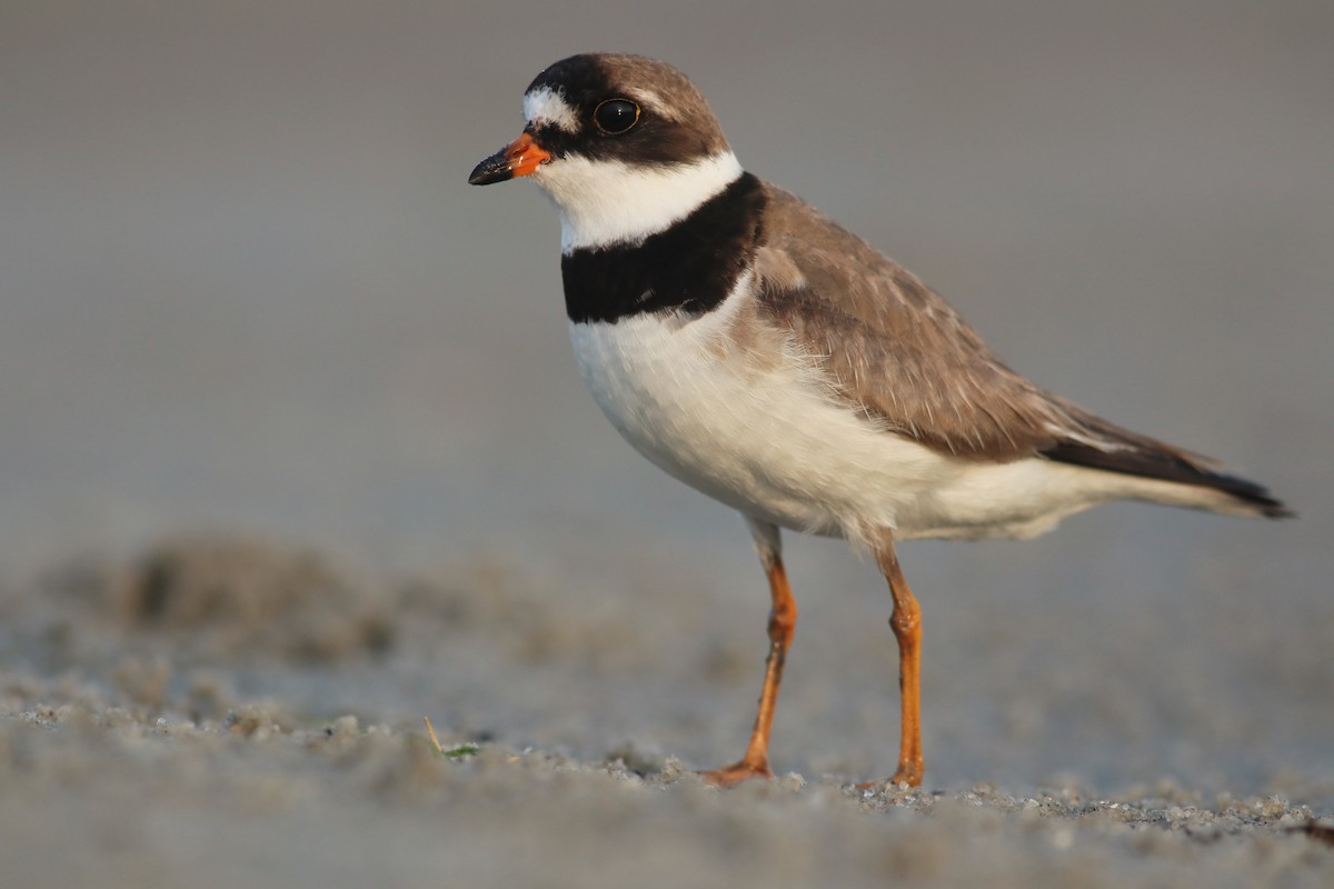 Semipalmated Plover - ML263667641