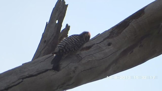 Ladder-backed Woodpecker - ML263668561