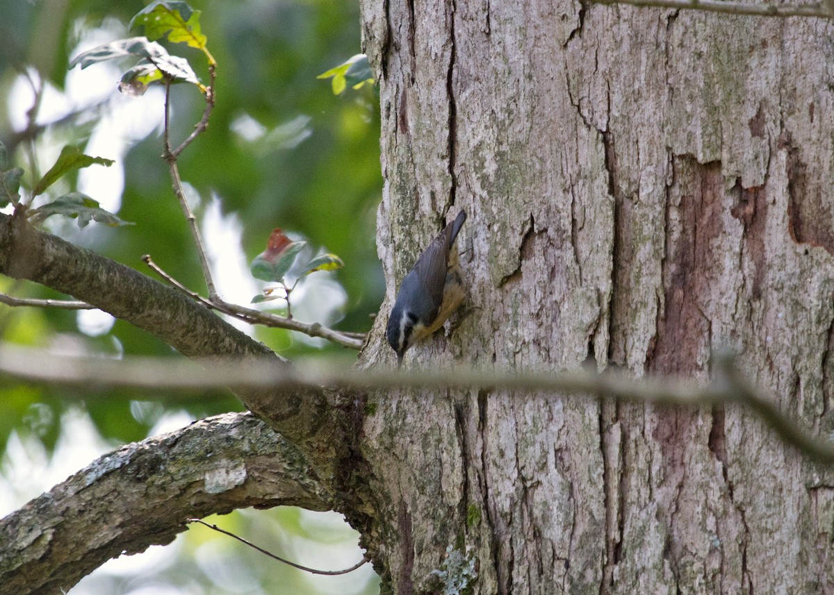 Red-breasted Nuthatch - N. Wade Snyder