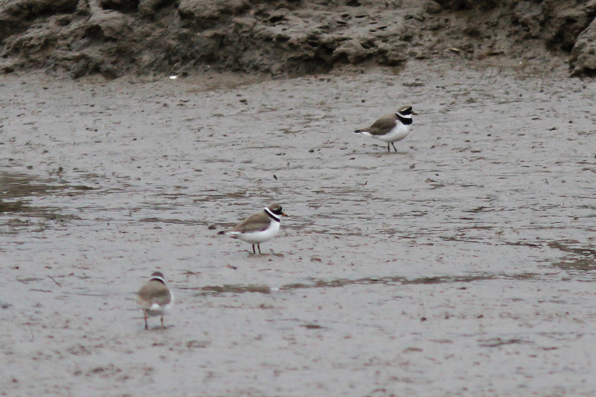 Common Ringed Plover - ML26367251