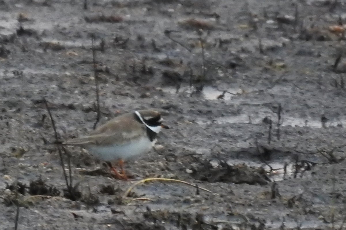 Common Ringed Plover - ML263672781