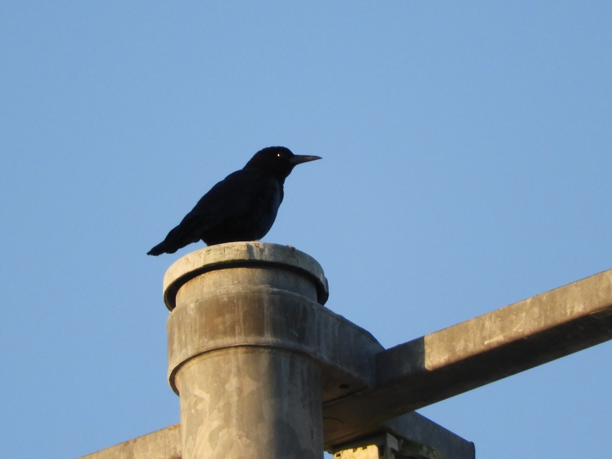 Boat-tailed Grackle - ML263674691