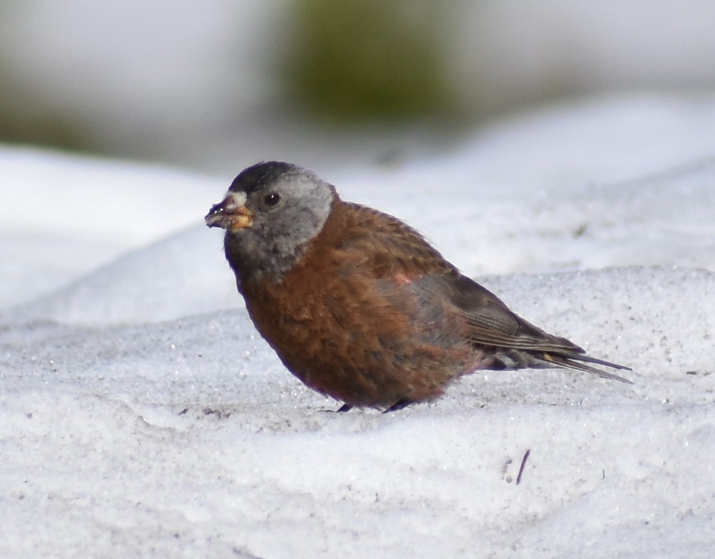 Gray-crowned Rosy-Finch - ML263676261