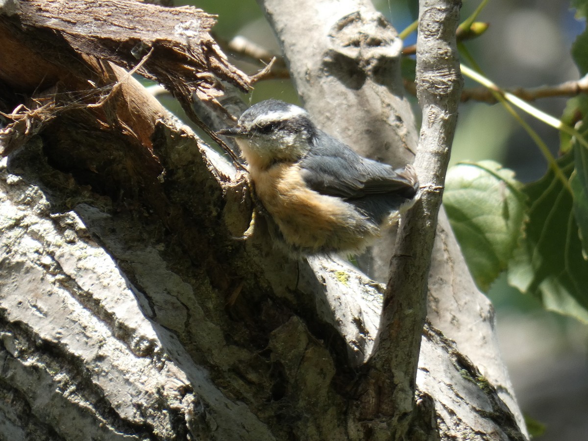 Red-breasted Nuthatch - David Riddle