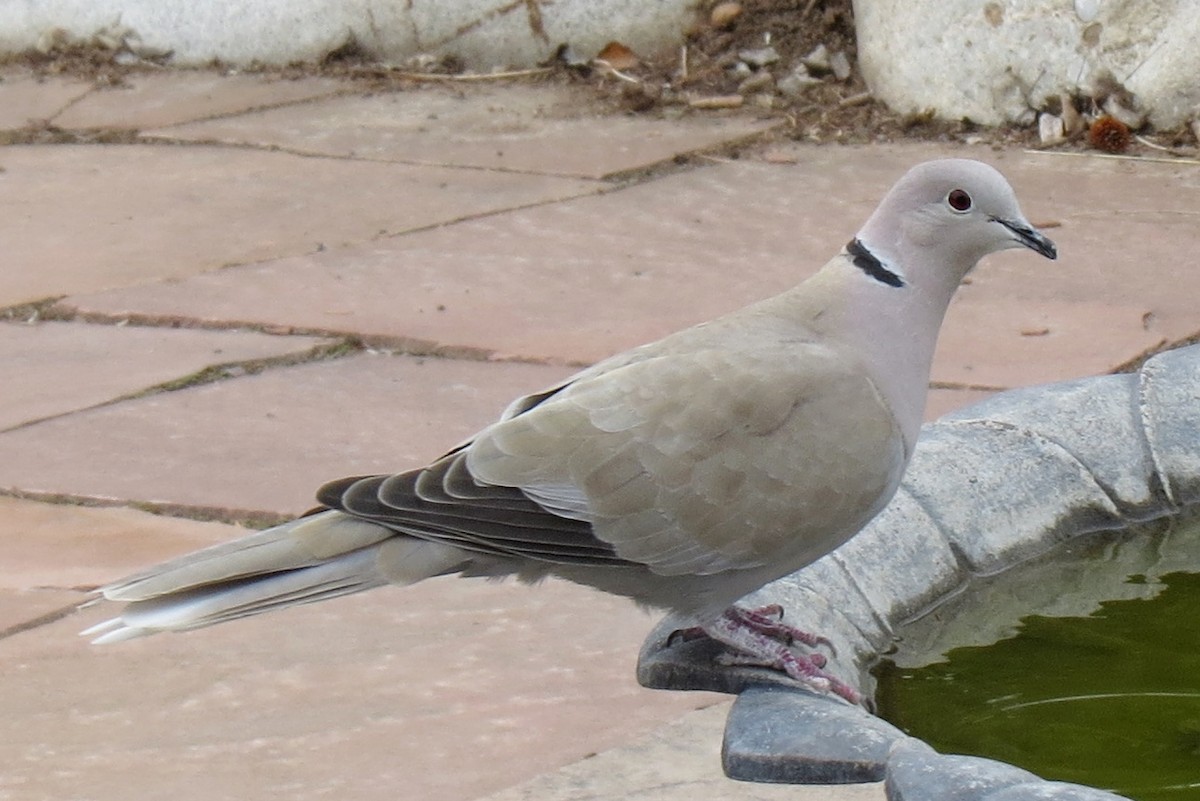 Eurasian Collared-Dove - ML26367741