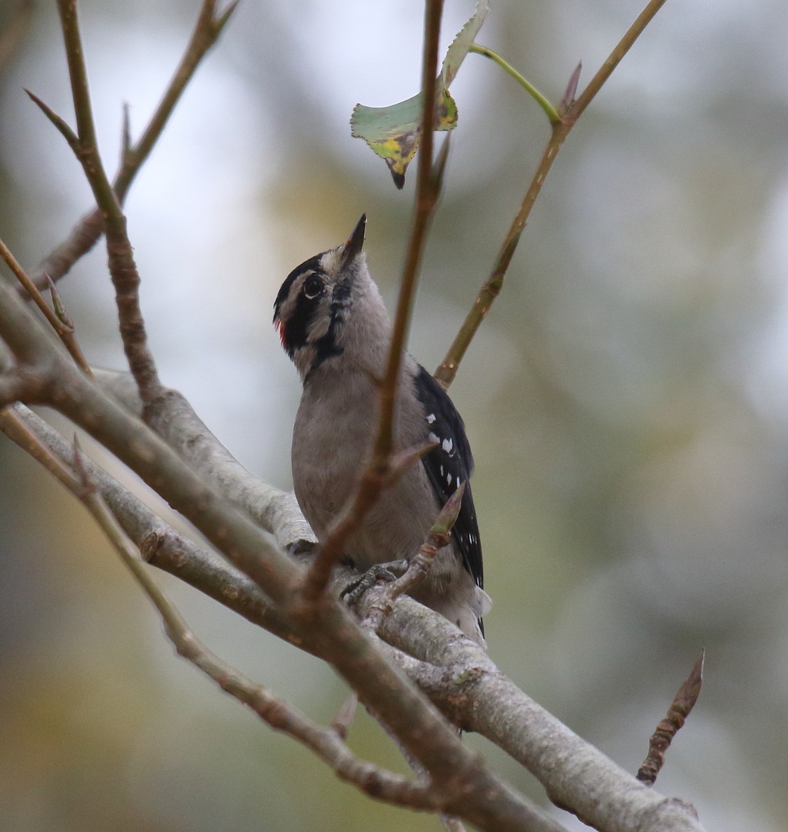 Downy Woodpecker - ML263677591
