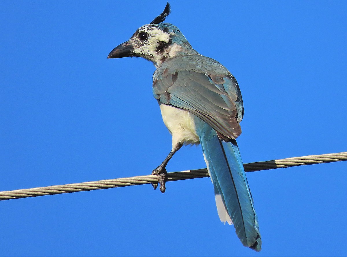 White-throated Magpie-Jay - Alfonso Auerbach
