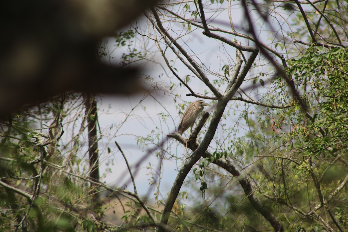 Black-crowned Night Heron - Jaguos por el territorio