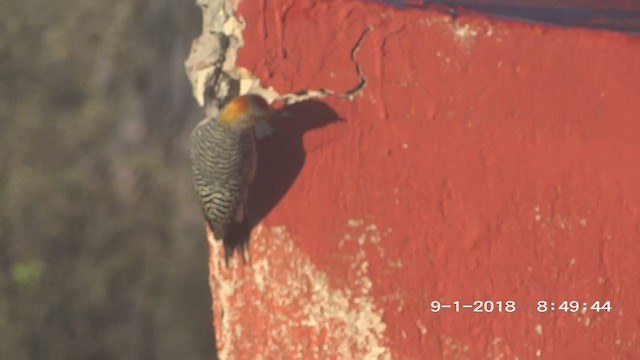 Golden-fronted Woodpecker - ML263684661