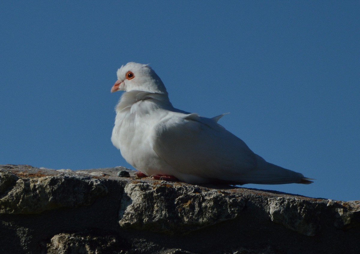 Rock Pigeon (Feral Pigeon) - JoAnna Clayton