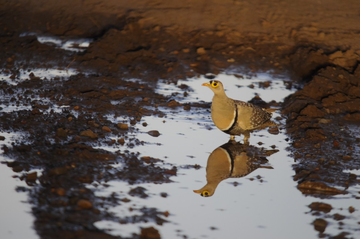 Double-banded Sandgrouse - Augusto Faustino