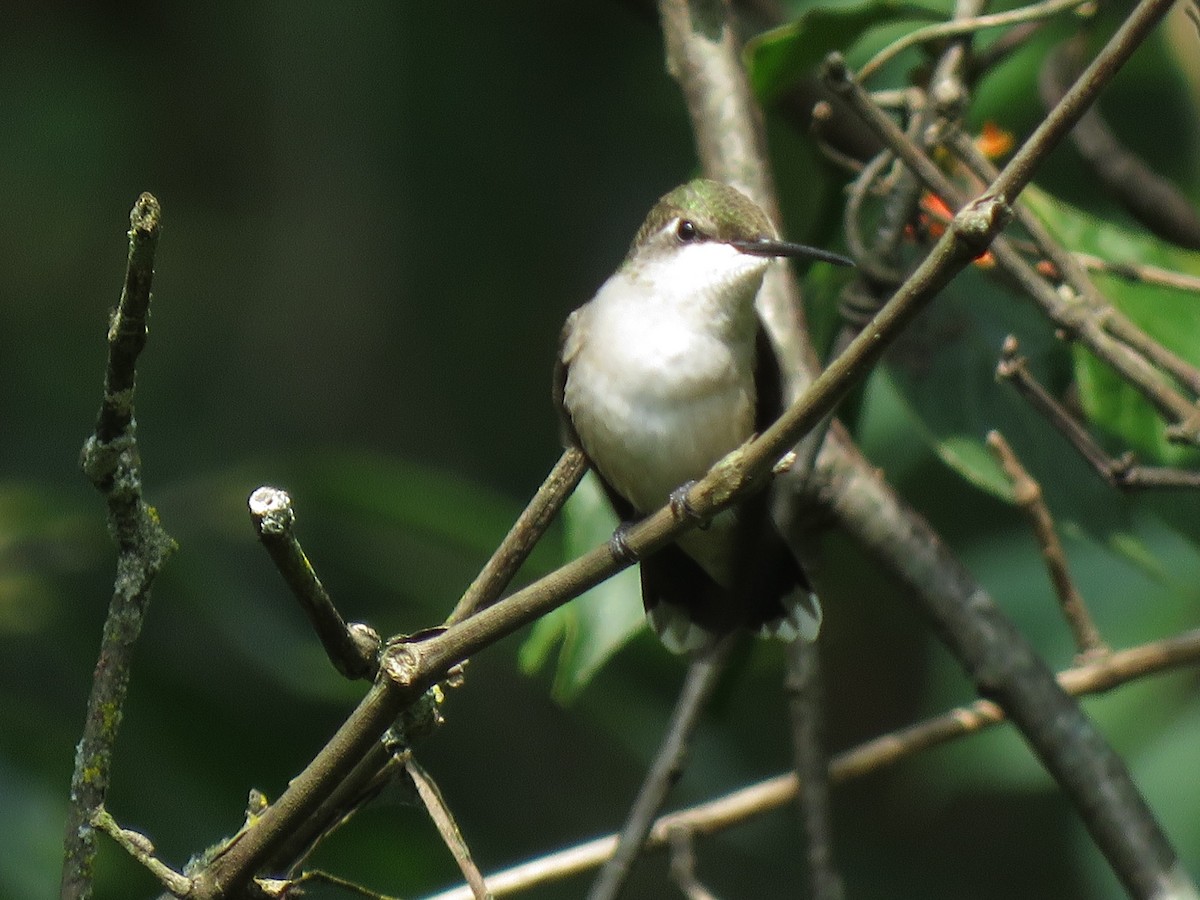 Ruby-throated Hummingbird - Patricia and Richard Williams