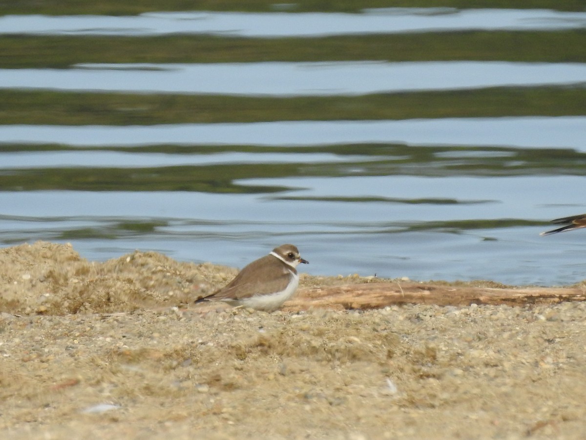 Semipalmated Plover - ML263693801