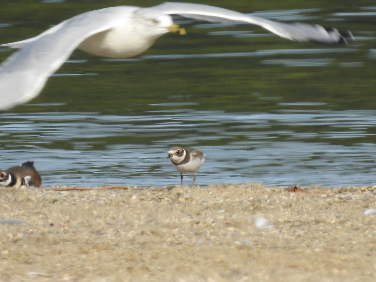Semipalmated Plover - ML263694141