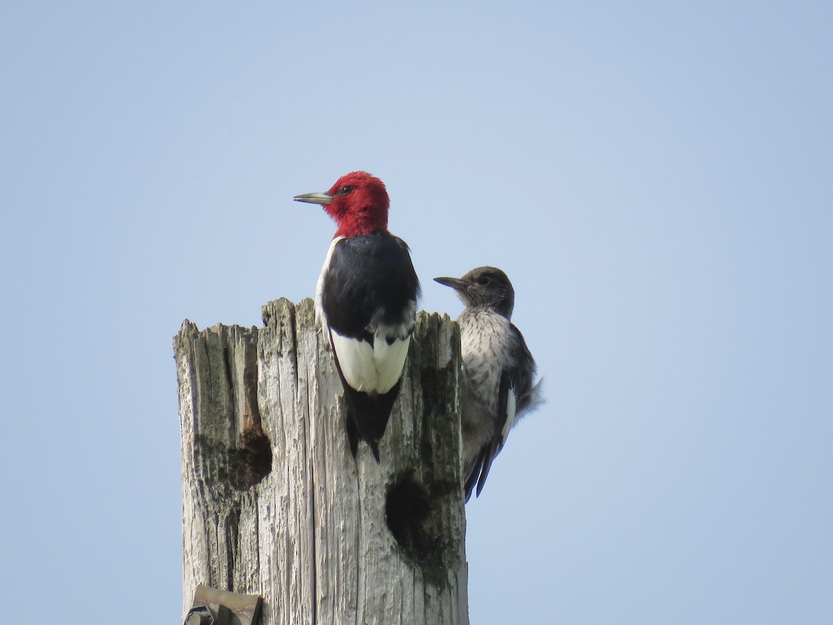 Red-headed Woodpecker - ML263701901