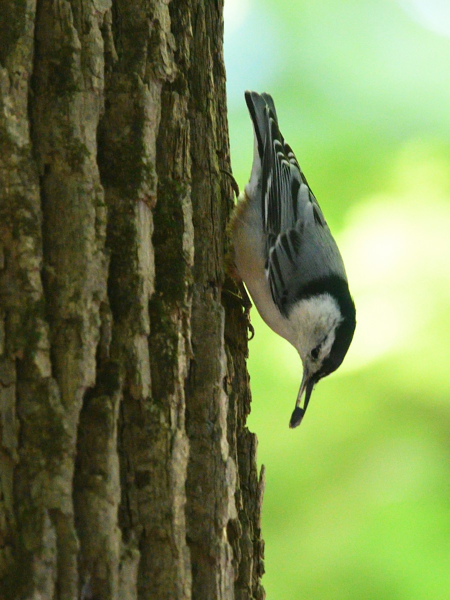 White-breasted Nuthatch - ML263709441