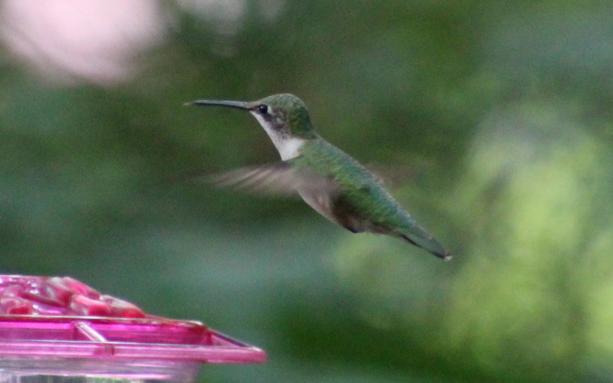 Ruby-throated Hummingbird - ML263711871