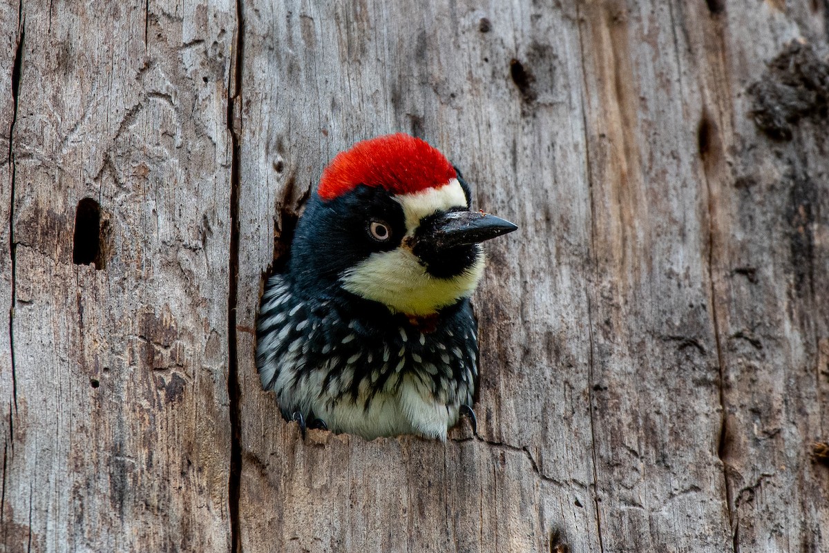 Acorn Woodpecker - German Garcia