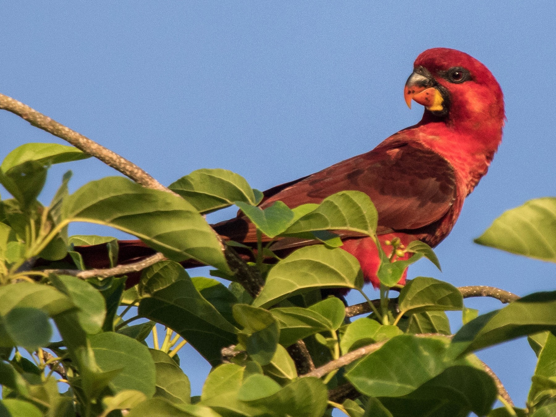 ベニインコ Ebird
