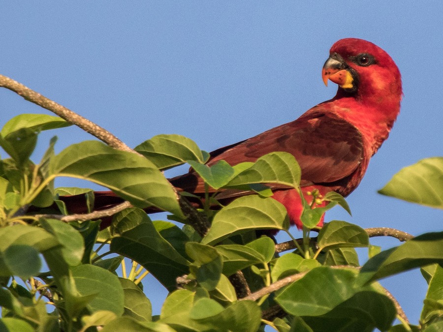 Cardinal Lory - eBird