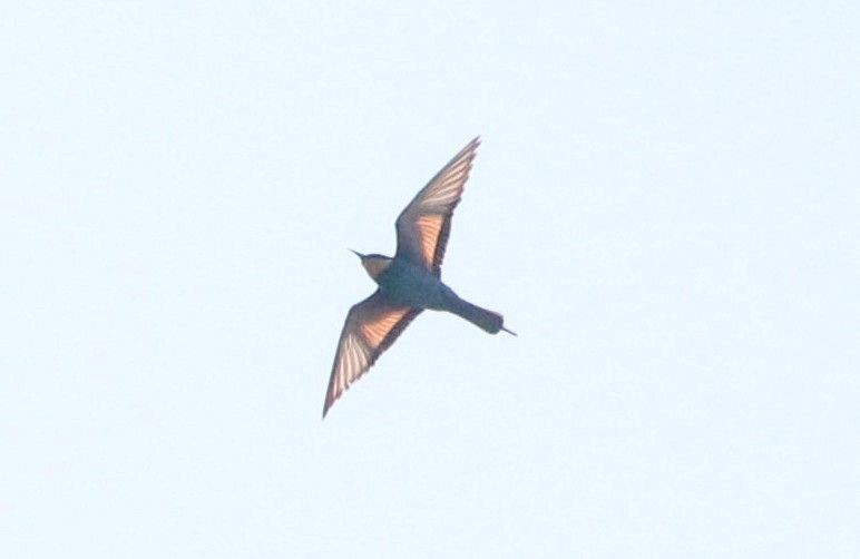 European Bee-eater - ML263722311