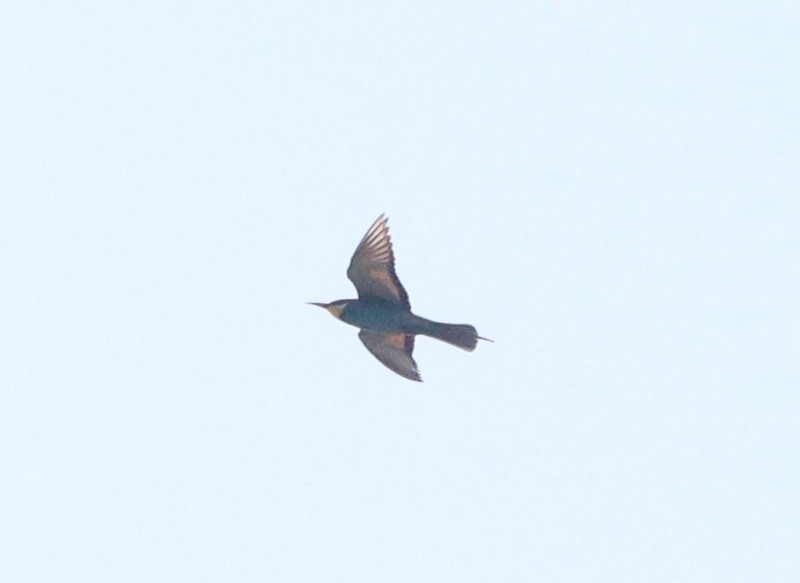European Bee-eater - ML263722321