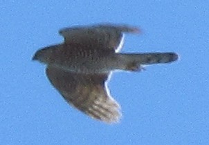 Eurasian Sparrowhawk - ML263724261