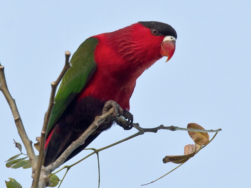 Purple-bellied Lory - Lars Petersson | My World of Bird Photography