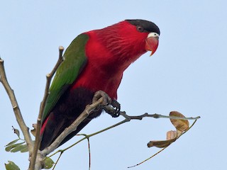 ズグロオビロインコ - eBird