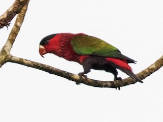 ズグロオビロインコ - eBird
