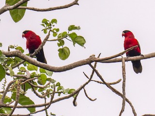 ズグロオビロインコ - eBird