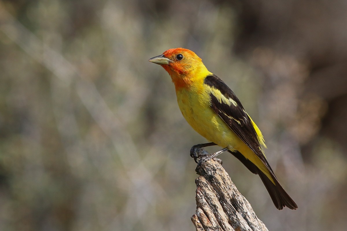 Western Tanager - ML263729461