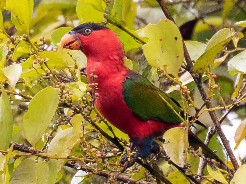 Black-capped Lory - Robert Lewis