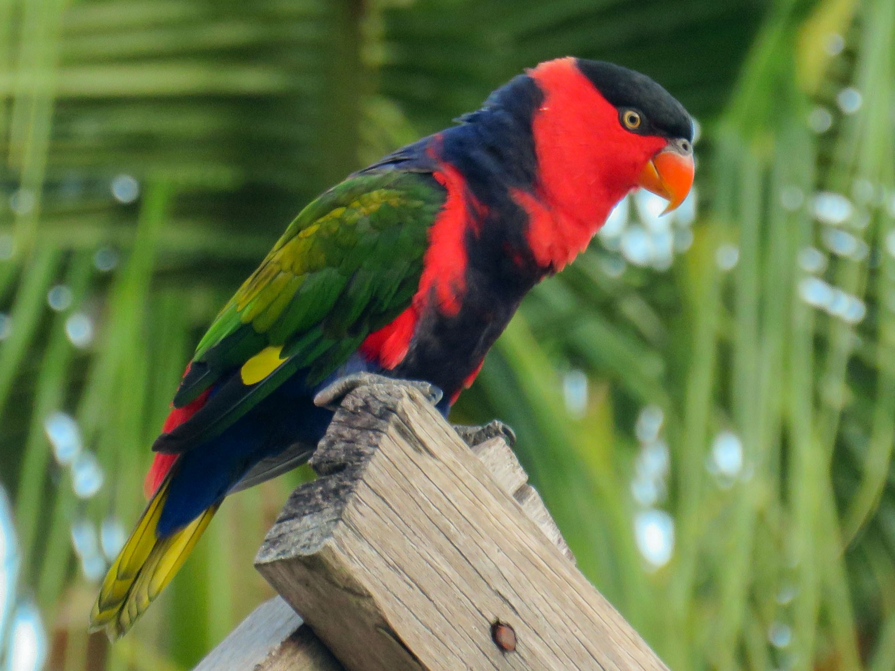 Black-capped Lory - Kathleen Keef