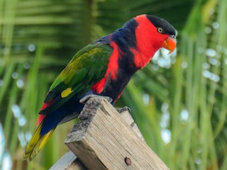  - Black-capped Lory