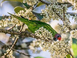  - Goldie's Lorikeet