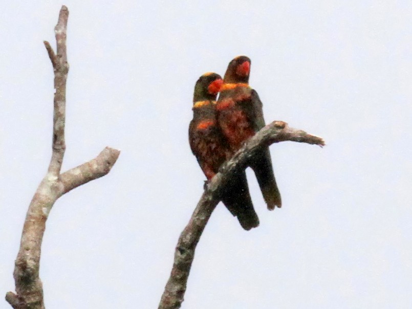 Dusky Lory - Charles Davies