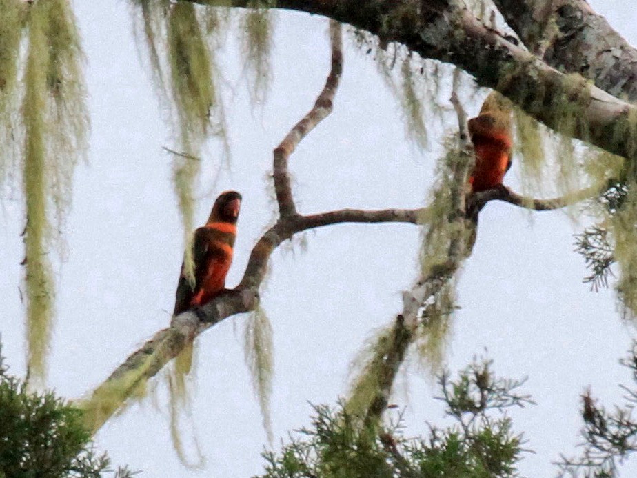 Dusky Lory - Charles Davies