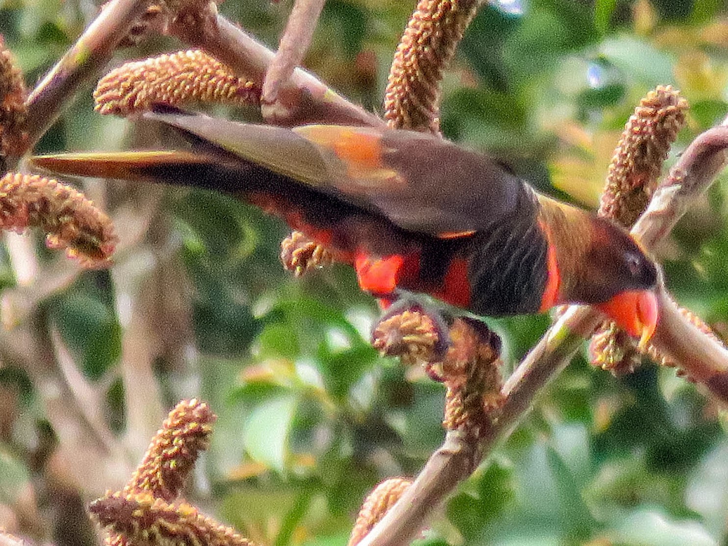 Dusky Lory - Paul Farrell