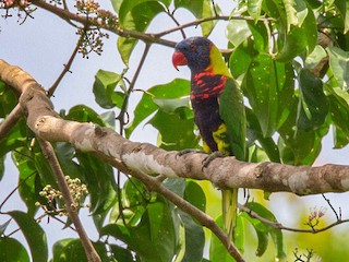  - Coconut Lorikeet (Biak)