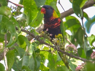  - Coconut Lorikeet (Biak)