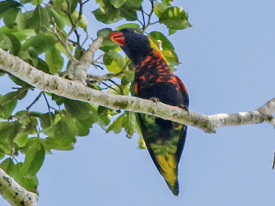 Coconut Lorikeet - David Beadle