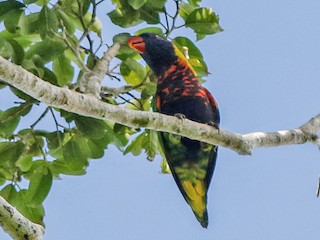  - Coconut Lorikeet (Biak)