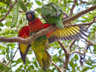  - Coconut Lorikeet (Coconut)