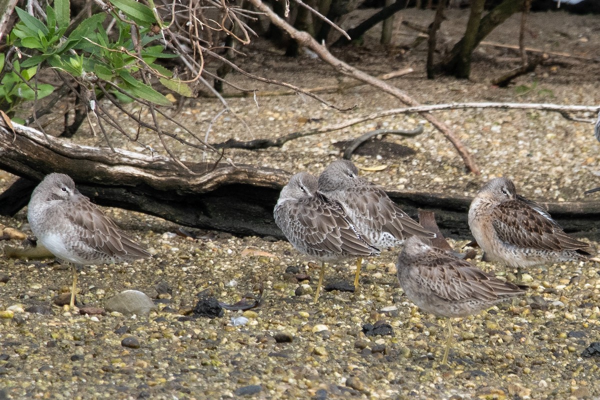 Long-billed Dowitcher - ML263742201