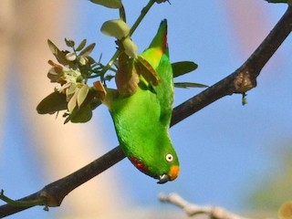  - Papuan Hanging-Parrot