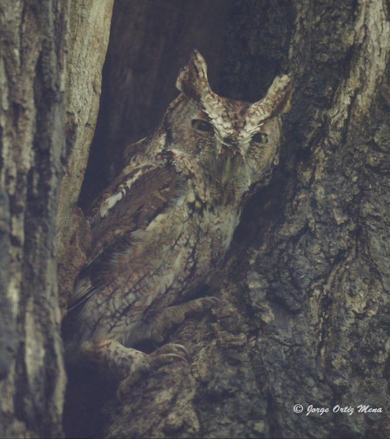 Eastern Screech-Owl - Jorge Ortiz Mena