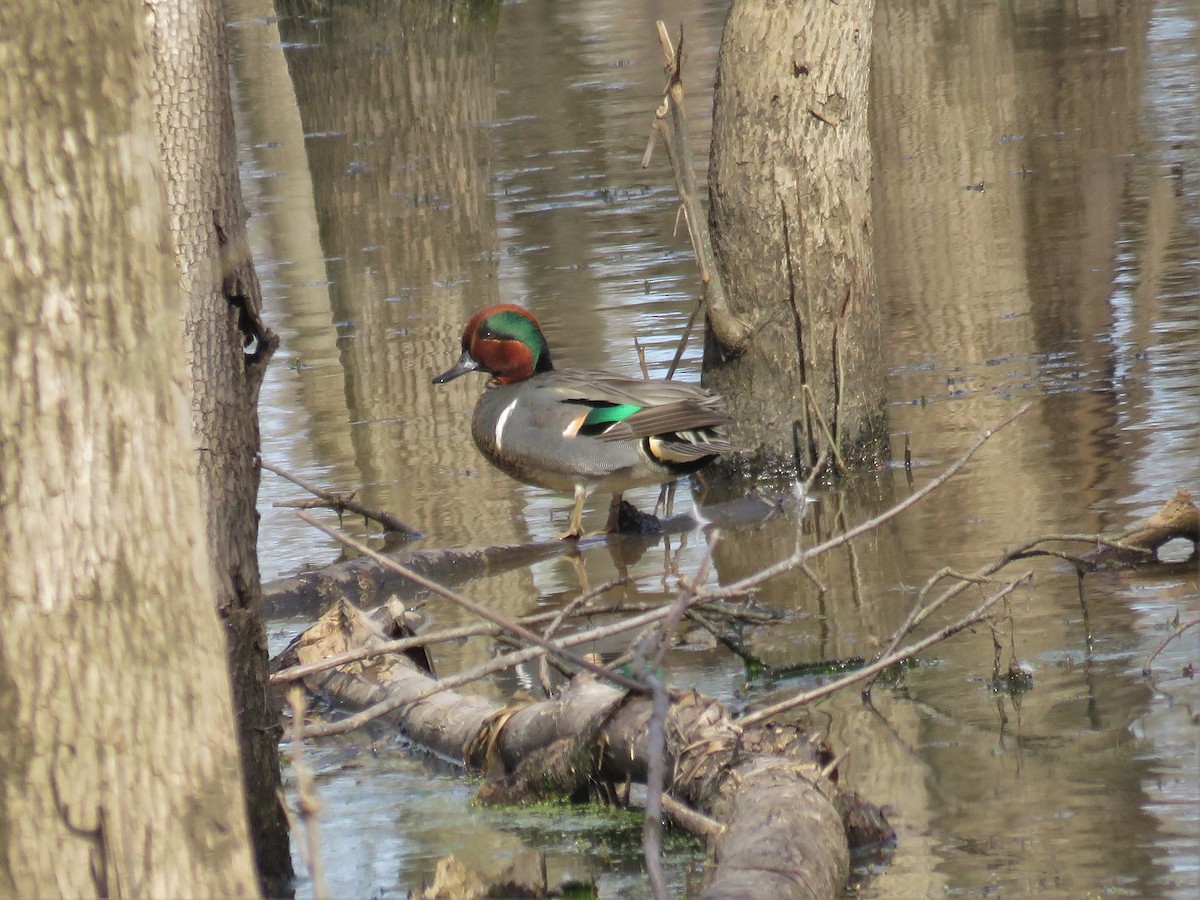 Green-winged Teal - ML26374691